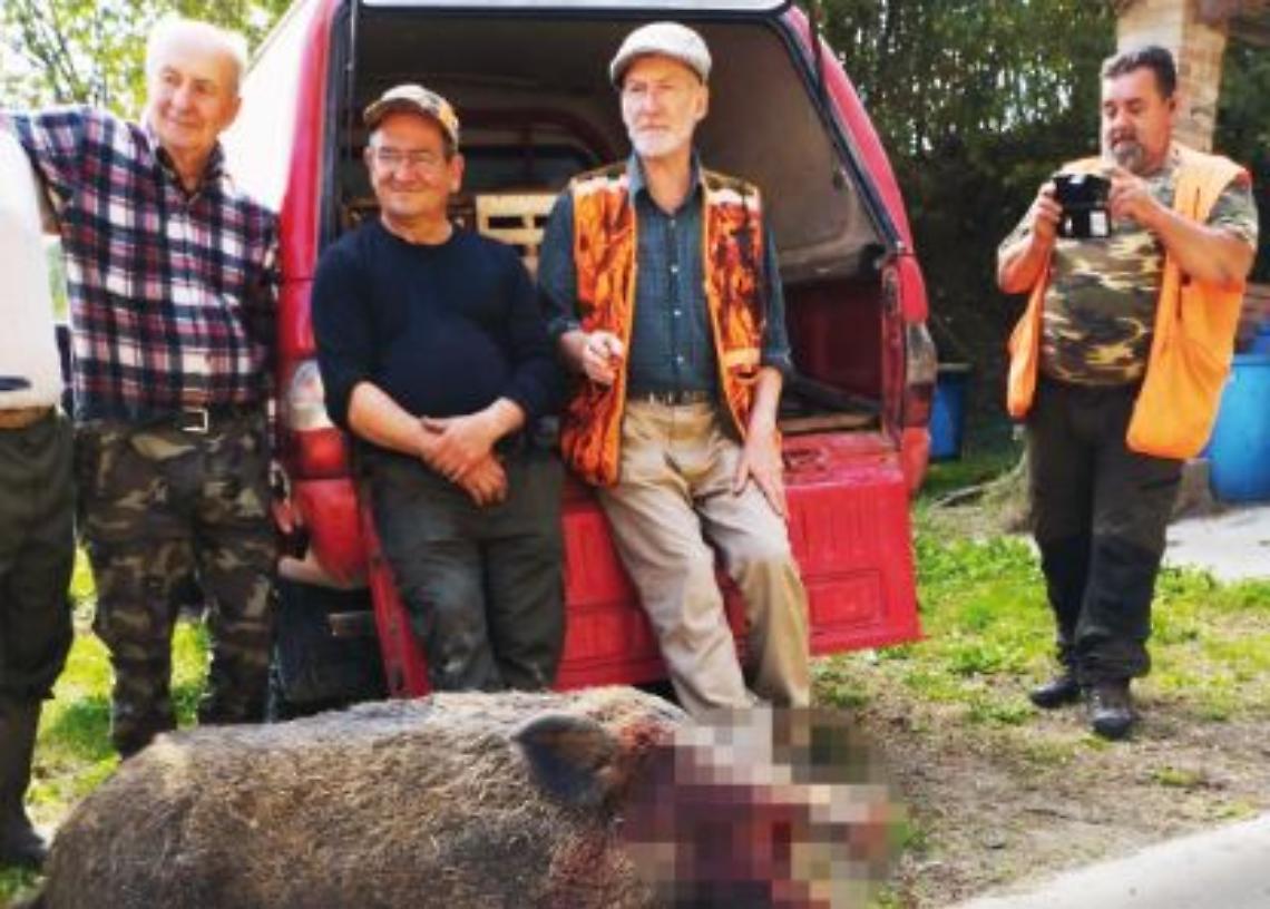 cinghiale san marzano oliveto