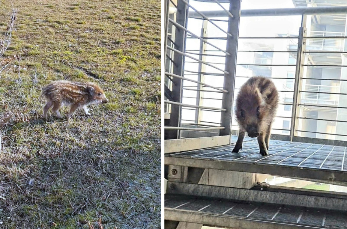 cinghiale all'ospedale