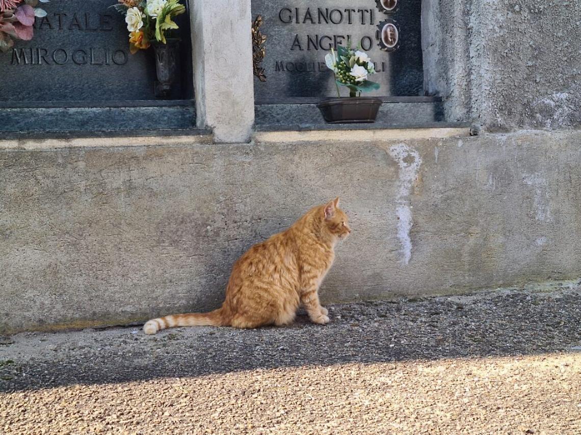 colonia felina al cimitero di asti5