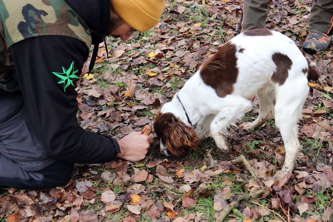 Tartufaio e cane