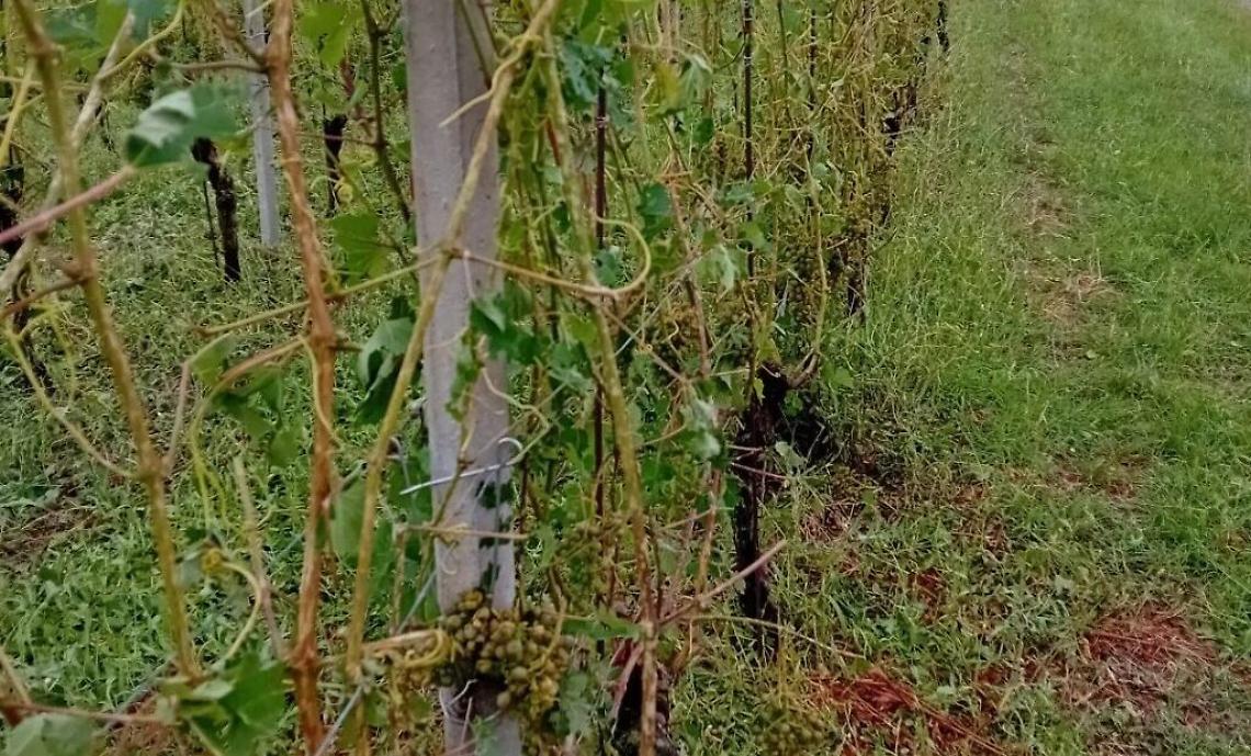 Danni_maltempo_vigne_07_2023_MSandri