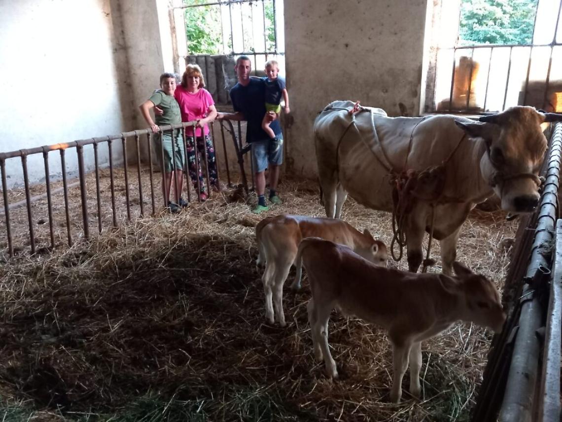 parto gemellare vitellini san damiano