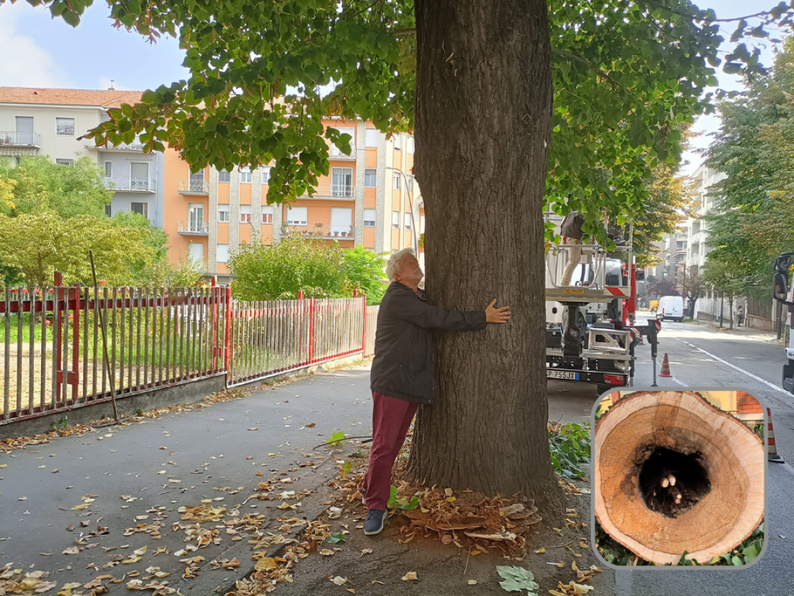 Miravalle e il tiglio-2