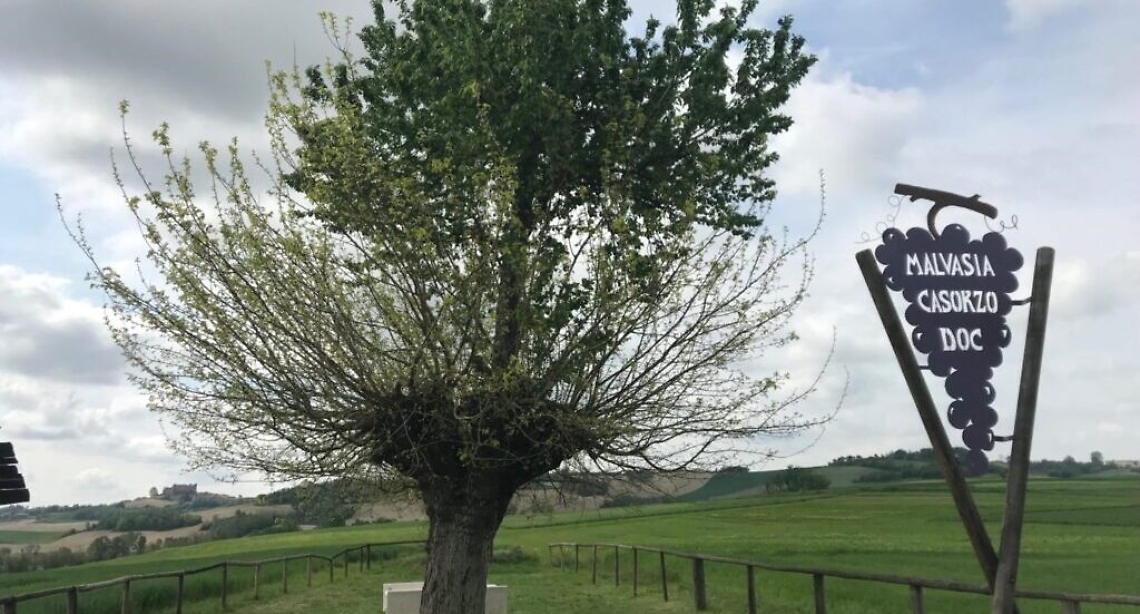 BIALBERO