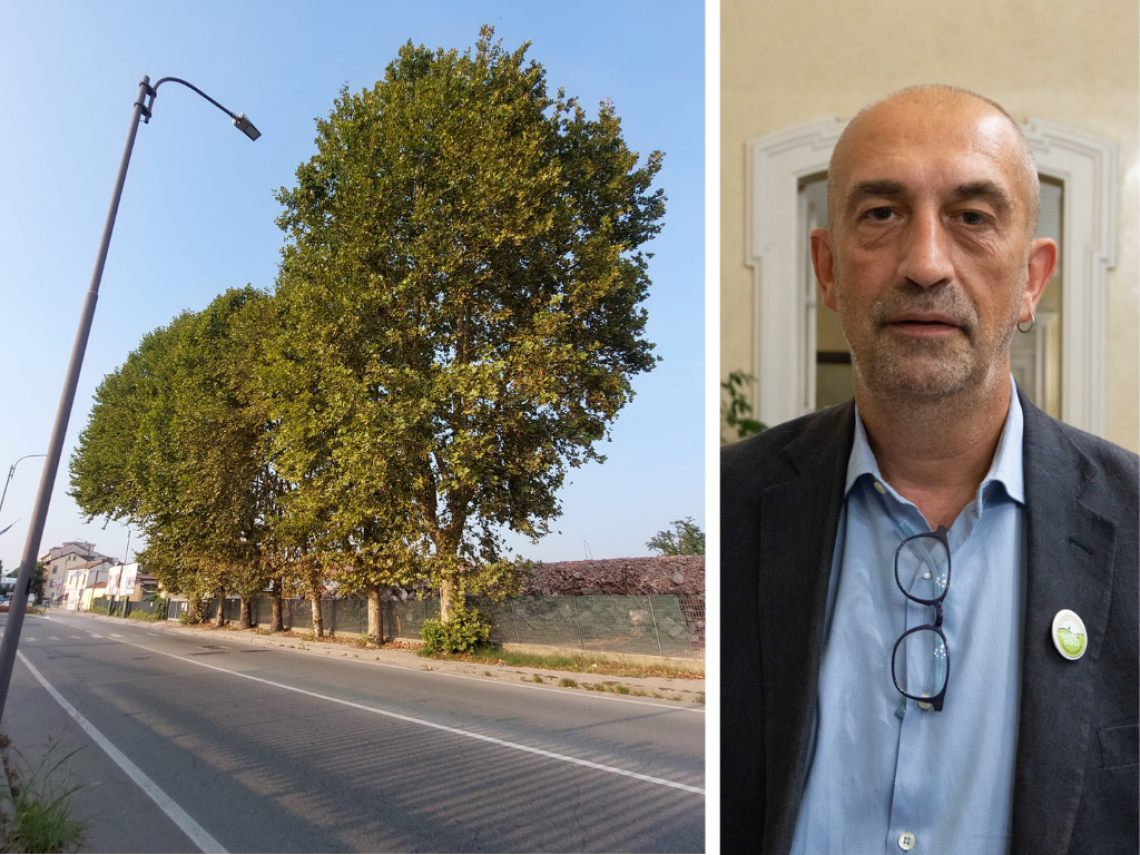 platani e malandrone