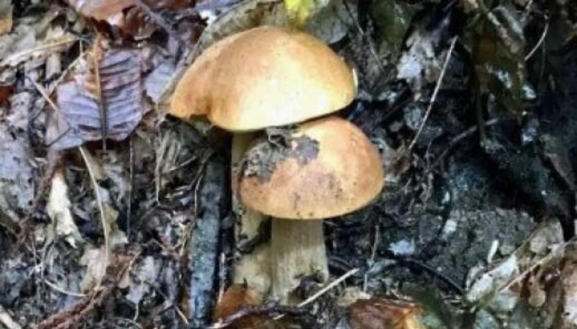 funghi