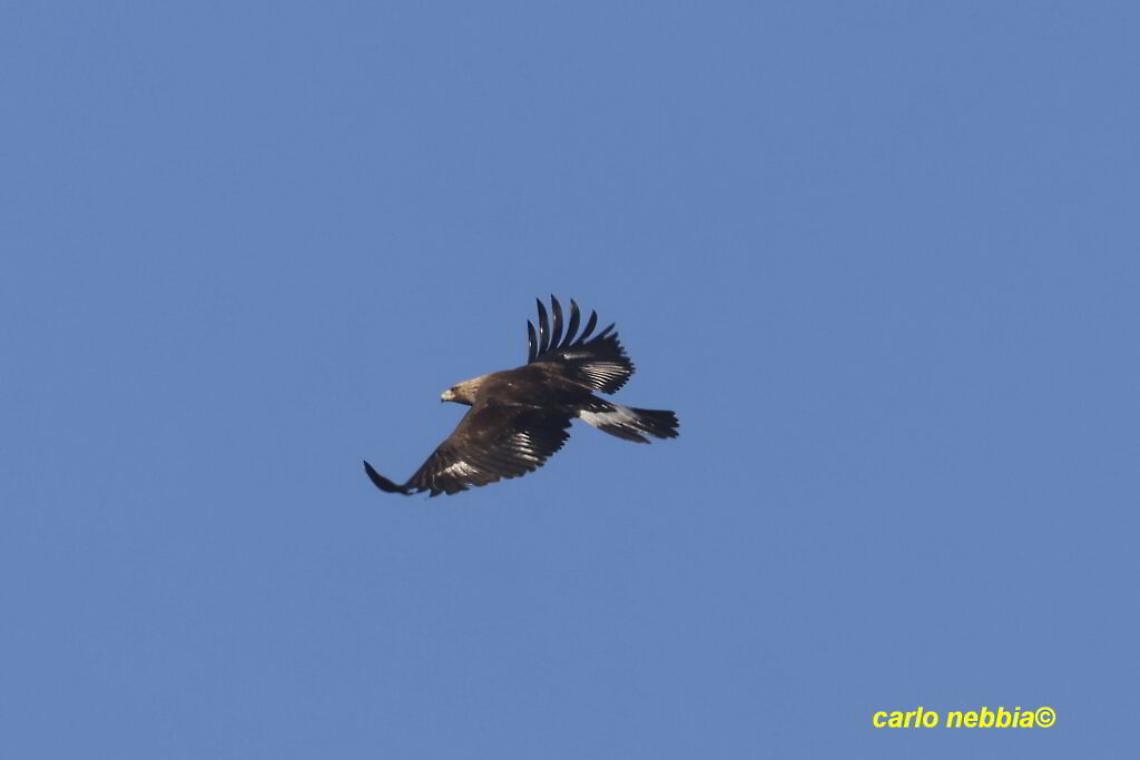 A Aquila reale AVES aquabike da alto CONV TER