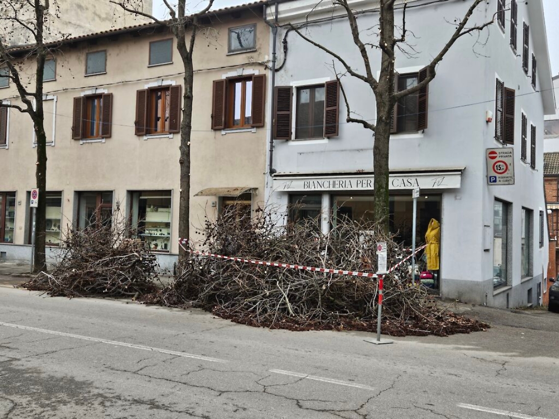 Potature in corso Savona