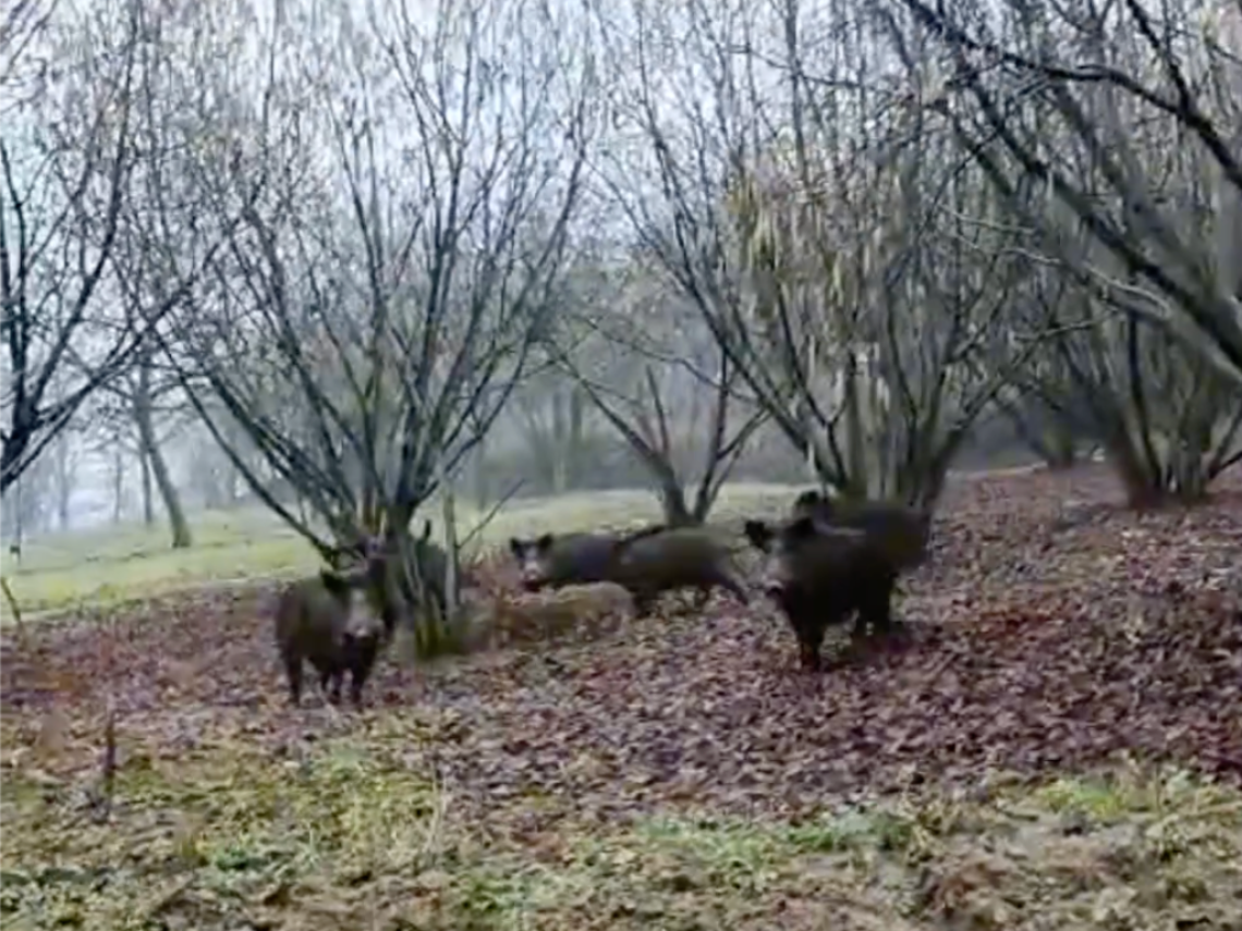cinghiali copertina Nizza