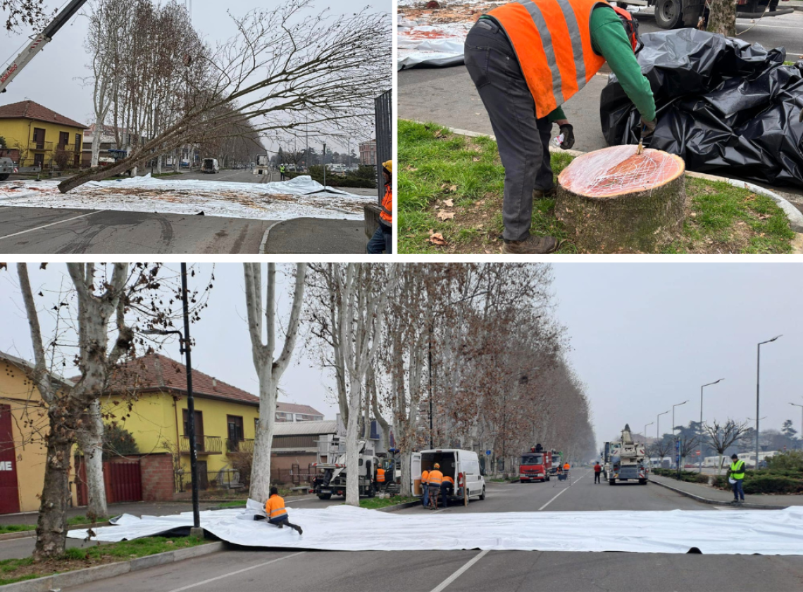 taglio degli alberi viale pilone