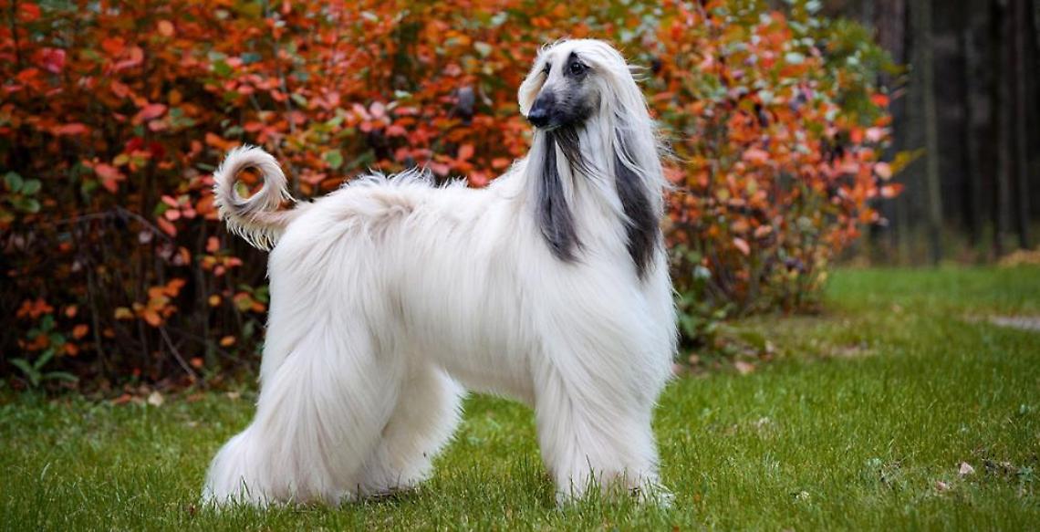 levriero afgano carattere educazione e alimentazione it