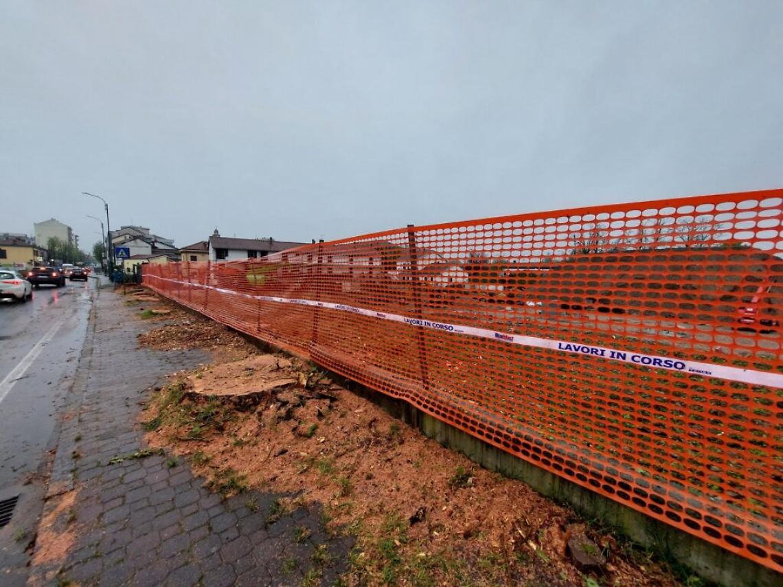 platani di corso Savona tagliati