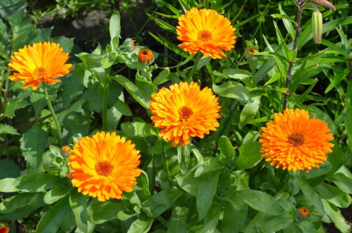 calendula scaled
