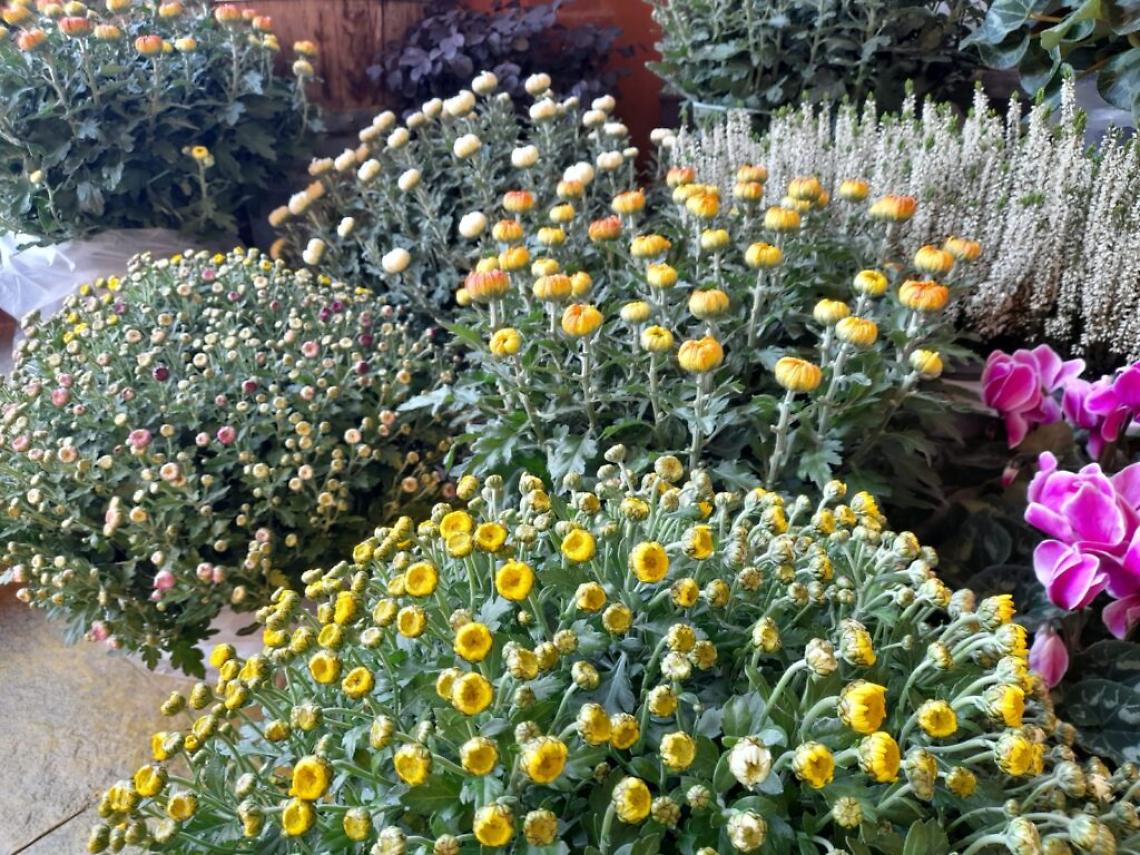 WhatsApp Image at ()