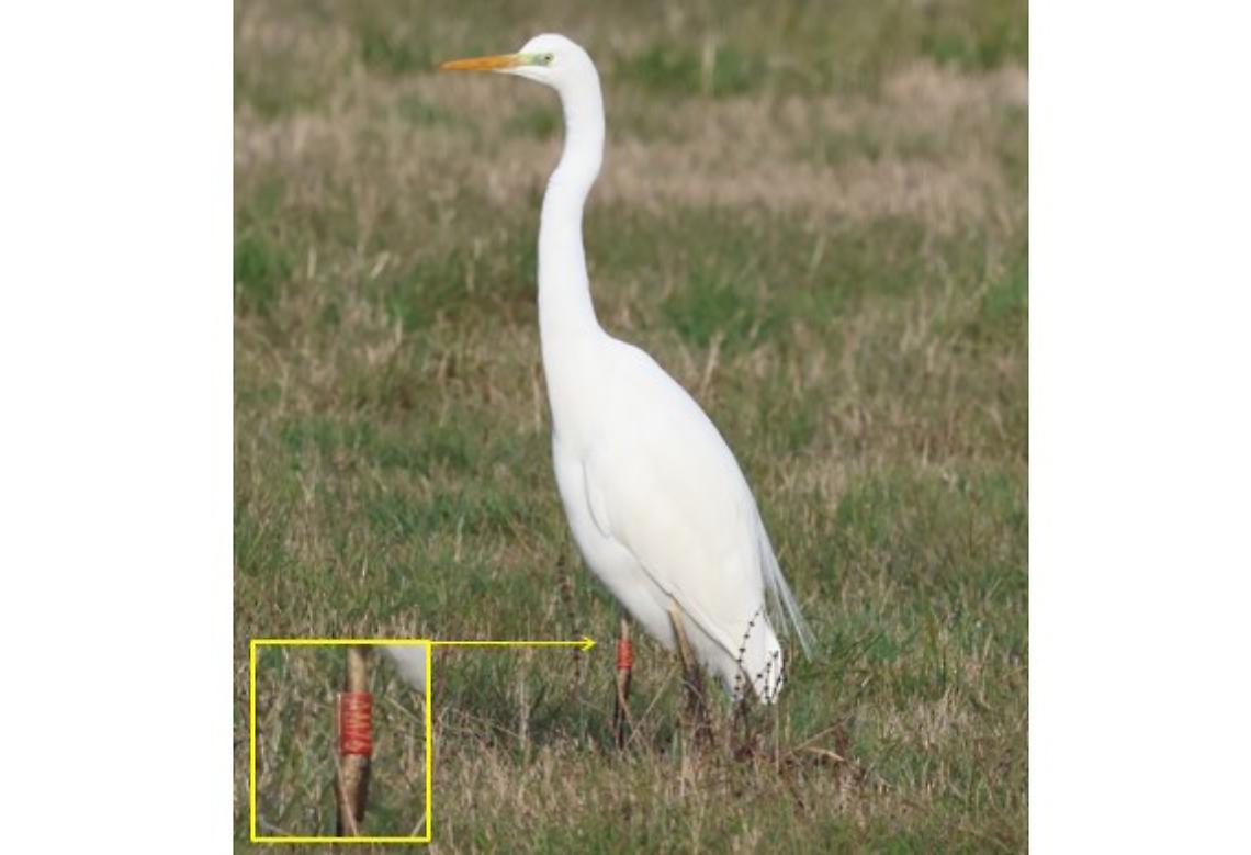 Airone bianco maggiore fotografato da Carlo Nebbia