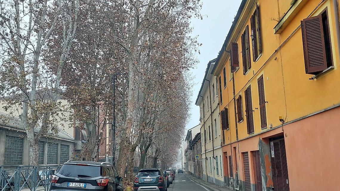 I platani di viale Pilone