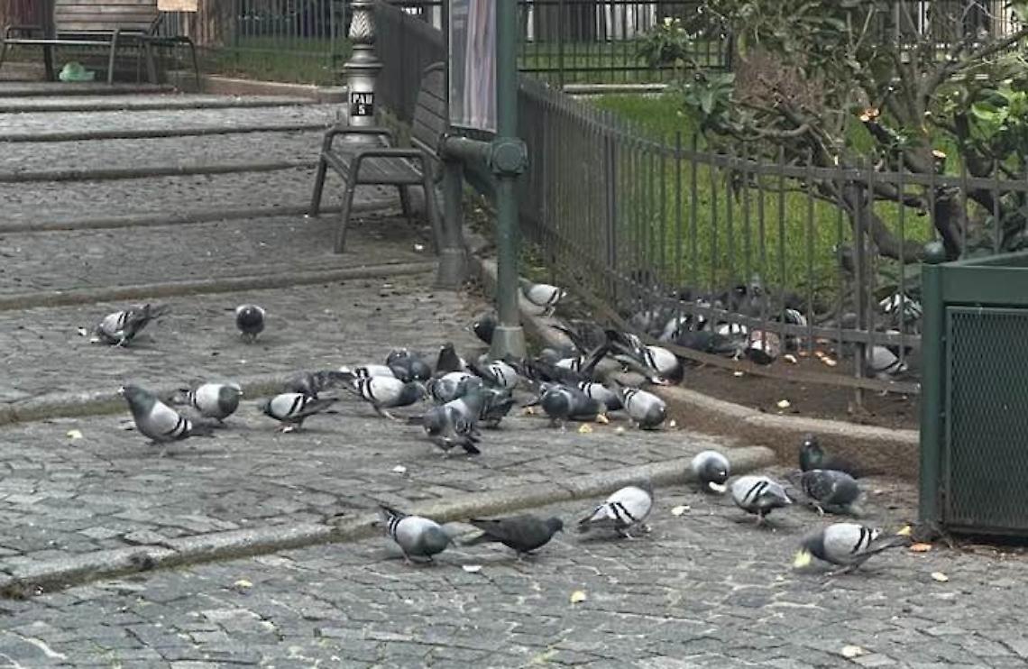 Piccioni in piazzetta San Paolo