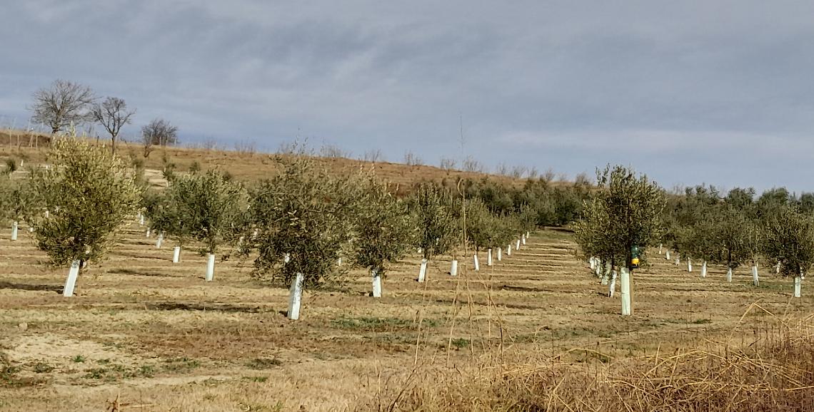 Cresce nel nord-ovest astigiano la coltivazione dell&rsquo;olivo