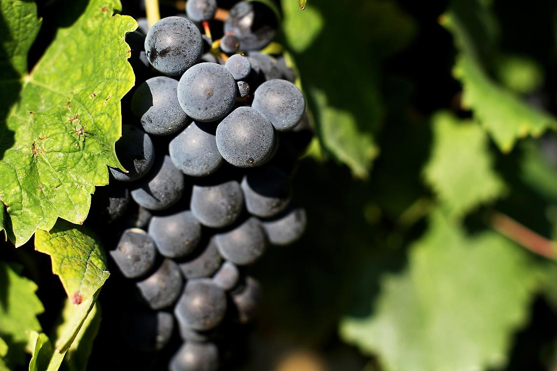 Il Bracchetto d'Acqui riparte con il piede giusto per il 2026