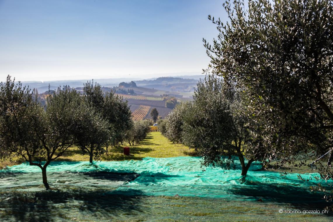 Alla scoperta dell&rsquo;olio extravergine di oliva prodotto nel Monferrato attraverso la ristorazione