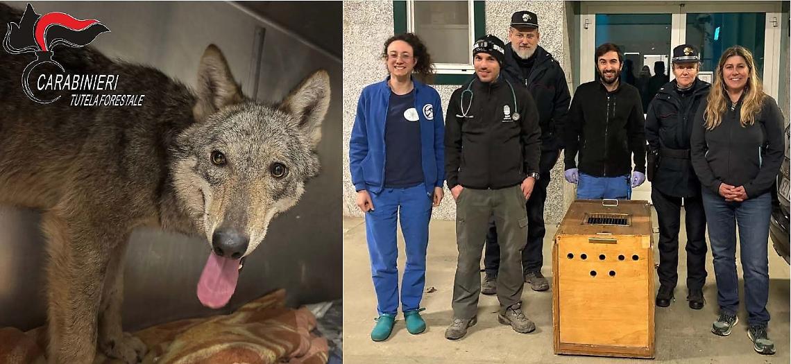  Una cucciola di lupa catturata per non farle prendere troppa "confidenza" con l'uomo