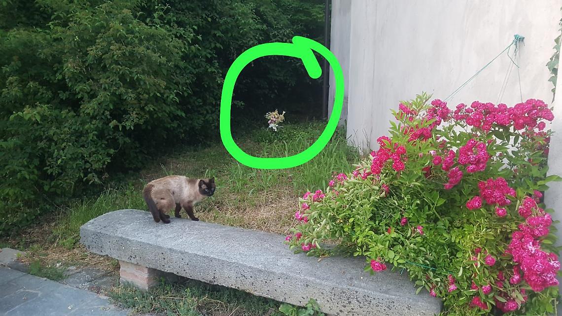 Impronte, Dna, tabulati telefonici, testimonianze: tutto quello che manca al suicidio sospetto di Raffaele