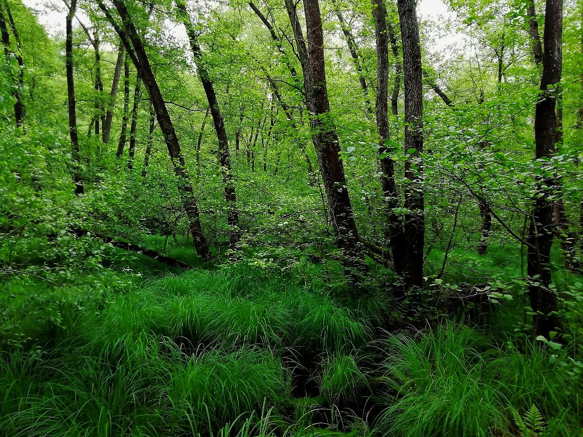 Salvare i boschi del Piemonte: nasce la rete dei boschi custoditi