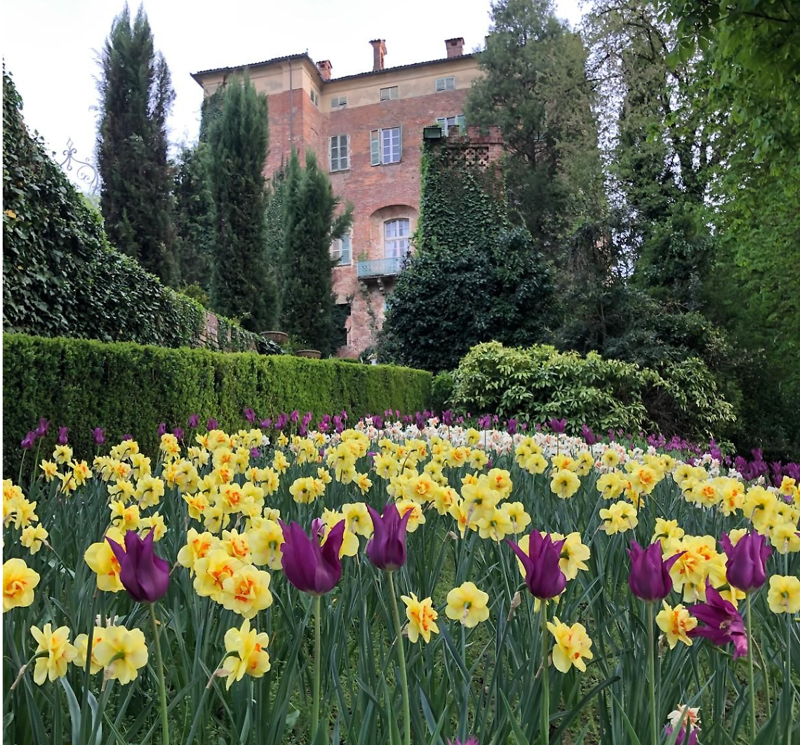 "Narciso Incantato" fiorisce al Castello di Piea: oltre 15.000 bulbose ed eventi in costume 
