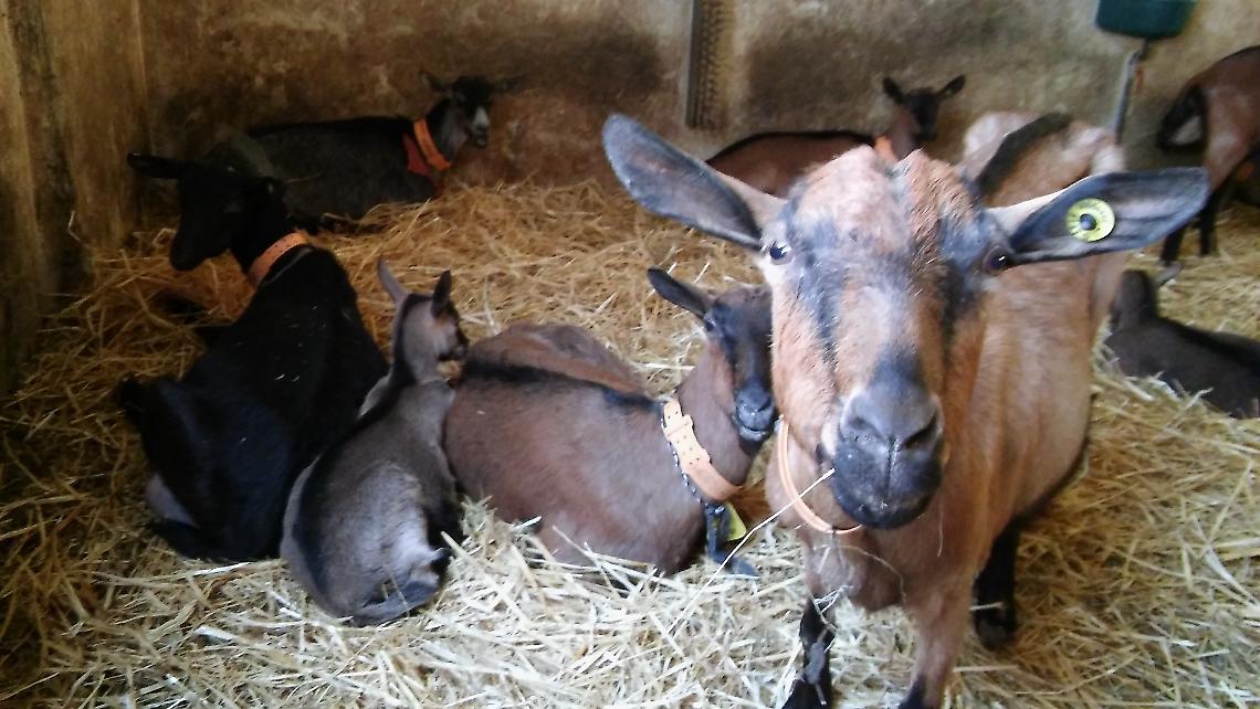 A Pasqua il capretto della Langa Astigiana allevato al latte materno diventa protagonista 