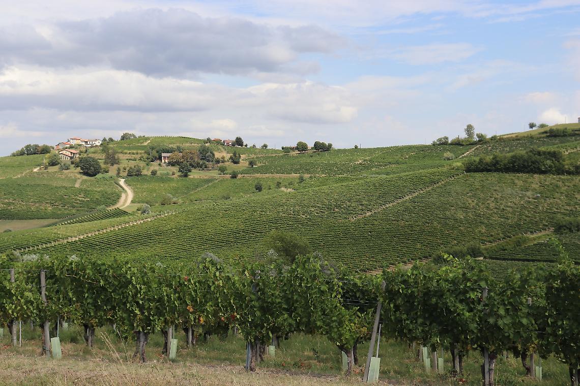Canelli contro i nuovi OGM: scelta per la sovranit&agrave; alimentare e la tutela dei vini