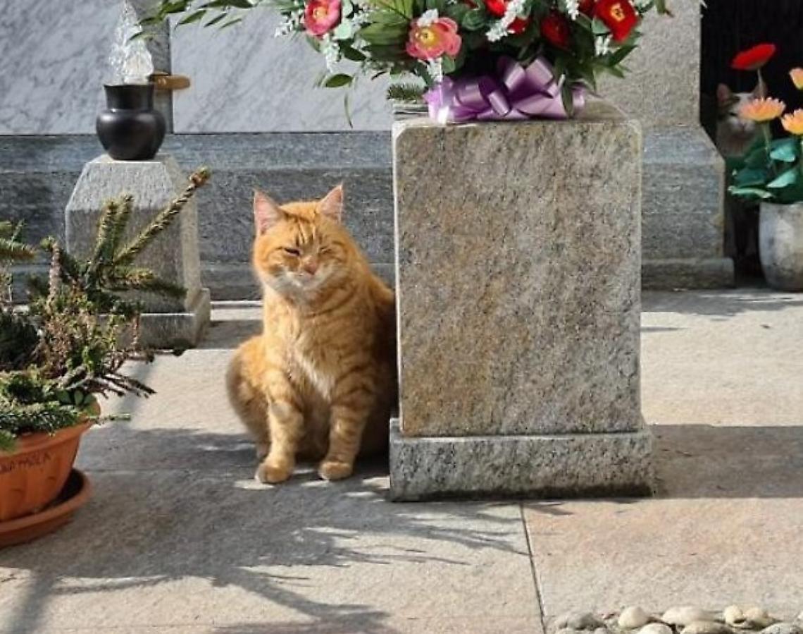 Nuovo atto di vandalismo contro la colonia felina del cimitero: &laquo;Ora passeremo alle vie legali&raquo;