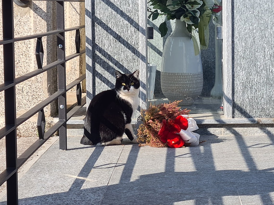 Uno dei gatti della colonia felina al cimitero di Asti [foto di repertorio]