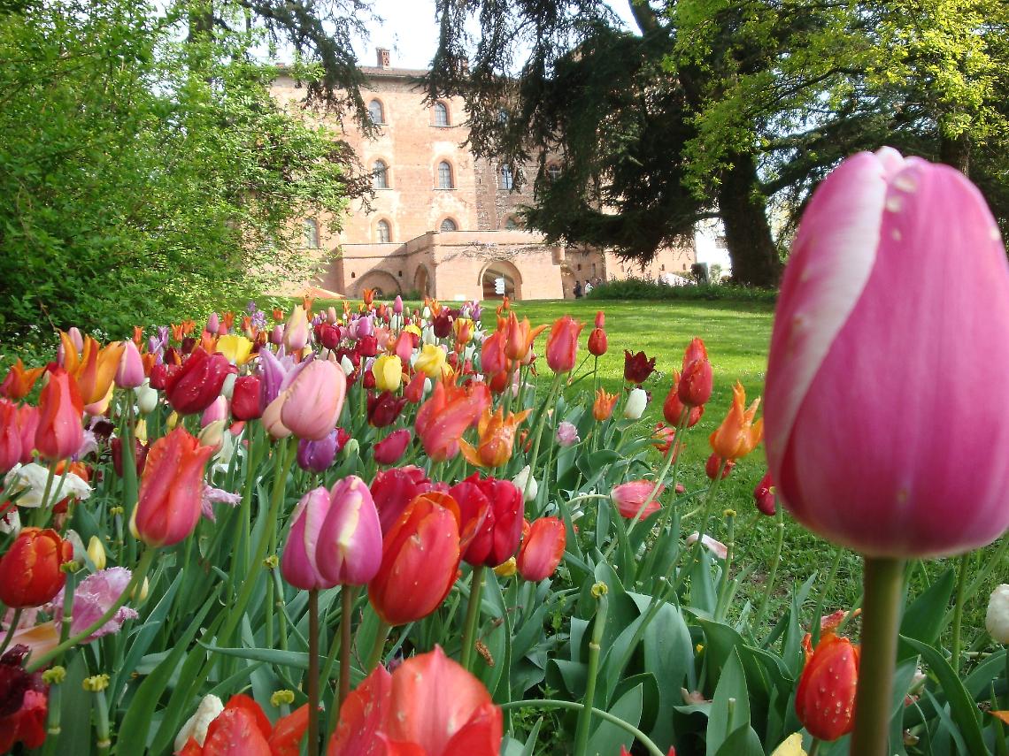 Messer Tulipano 2026: a Pralormo fiorisce la primavera dei 130mila bulbi