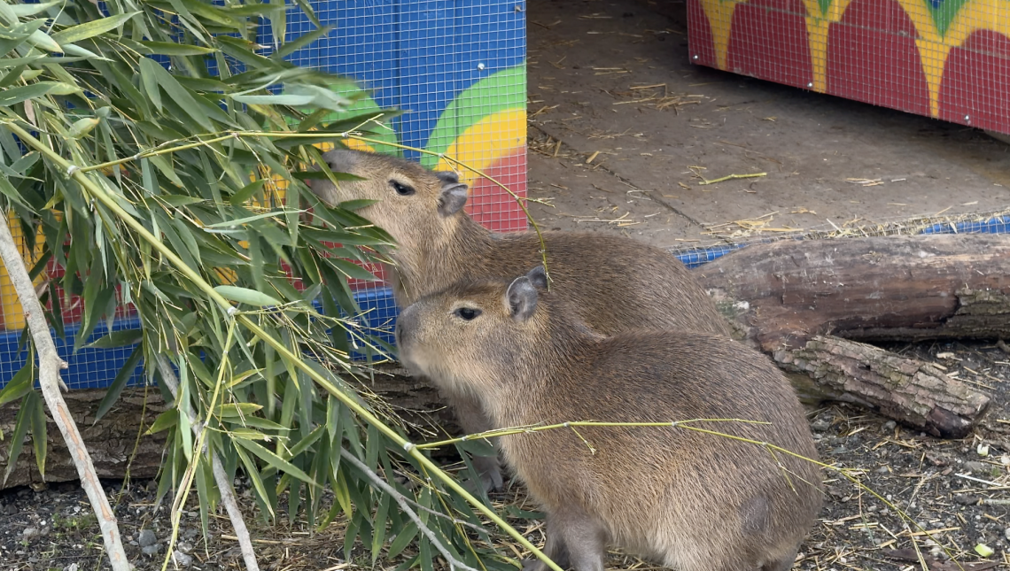 Tre sorelle di capibara a Zoom Torino: chi sono le star del web
