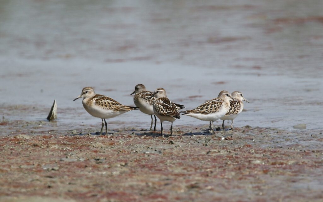 2E0A2164 limicoli cascina Sardegna