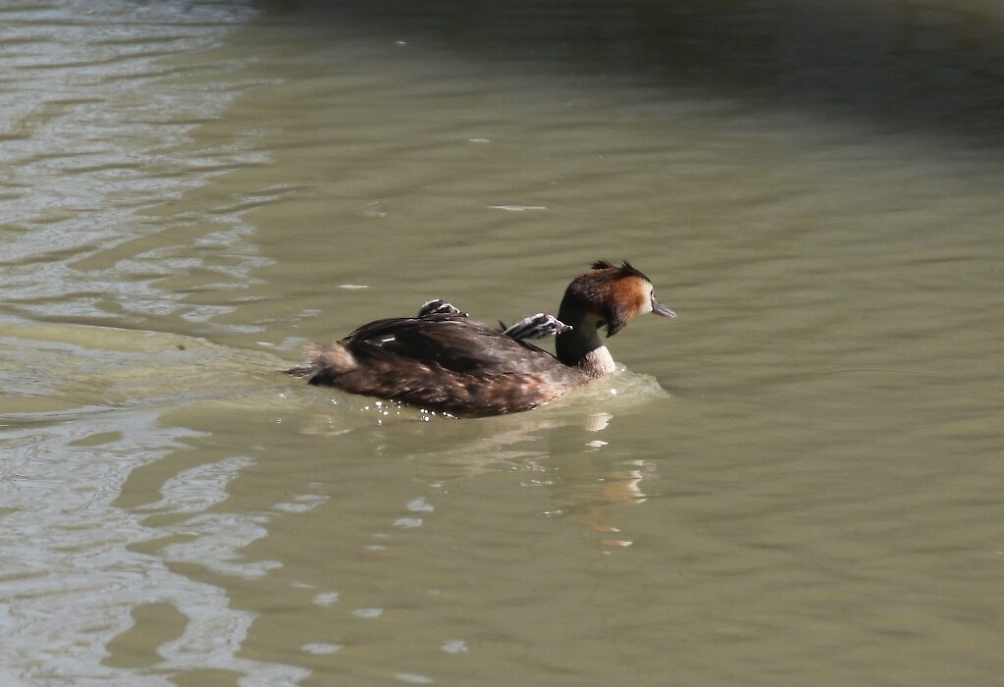 2E0A2366 svasso maggiore con pulli trasportati Ln Tanaro vcz diga 2_7_22