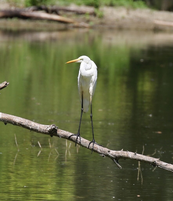 2E0A2374 Oasi la Bula arone bianco maggiore 7_8_20