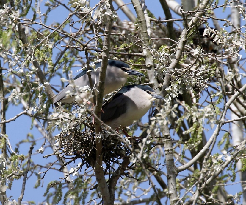 2E0A6319 Oasi La Bula coppia di nitticore sul nido 6_4_21
