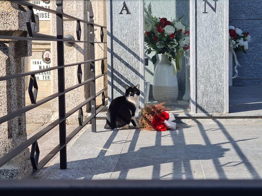 colonia felina al cimitero di asti1