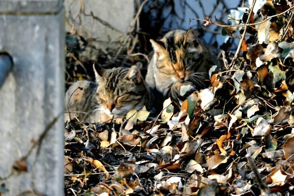 colonia felina al cimitero di asti10