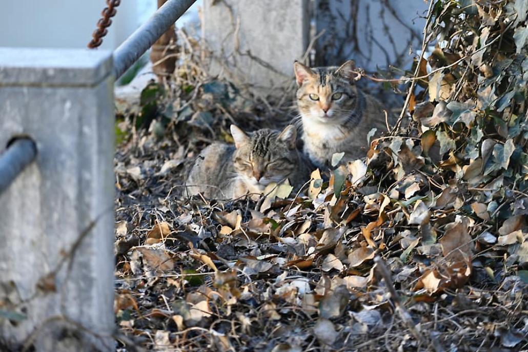 colonia felina al cimitero di asti13
