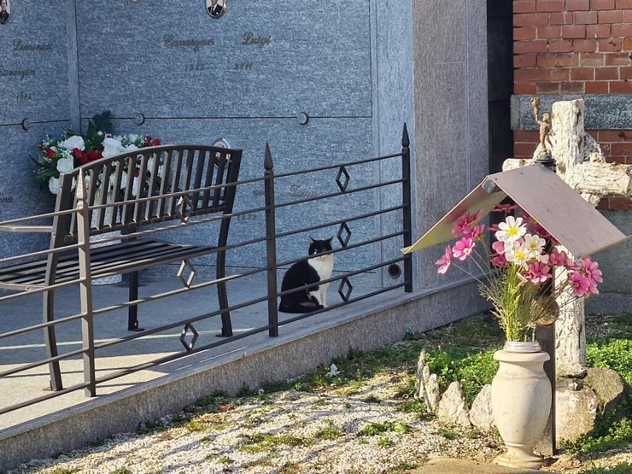 colonia felina al cimitero di asti2