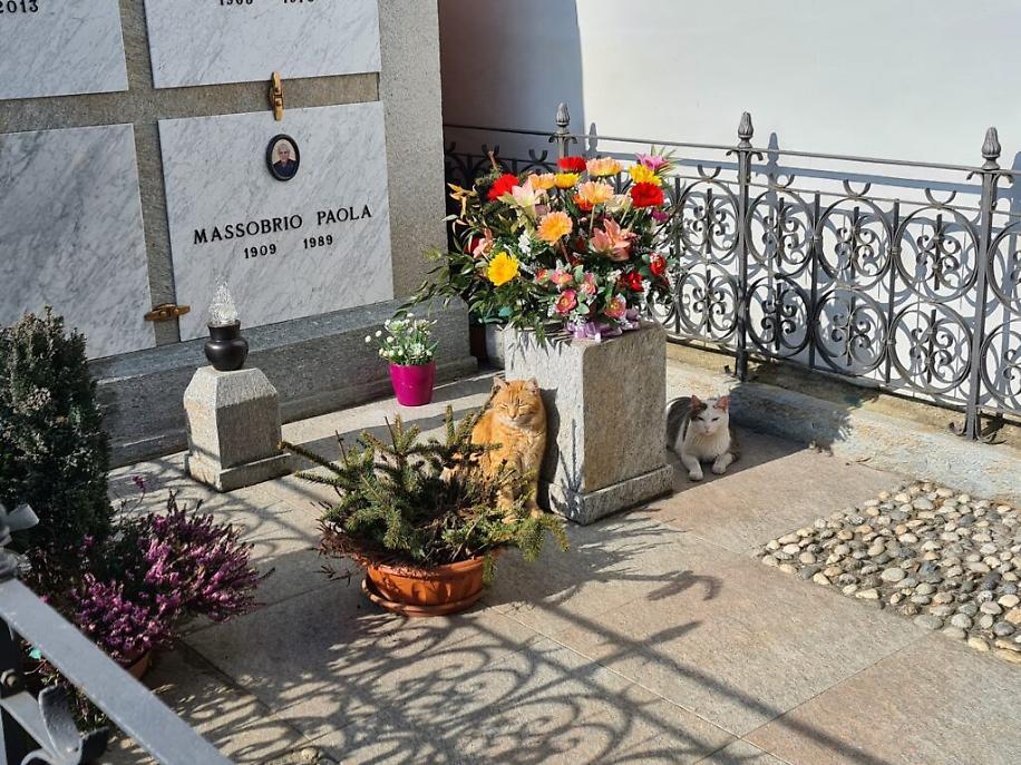 colonia felina al cimitero di asti3