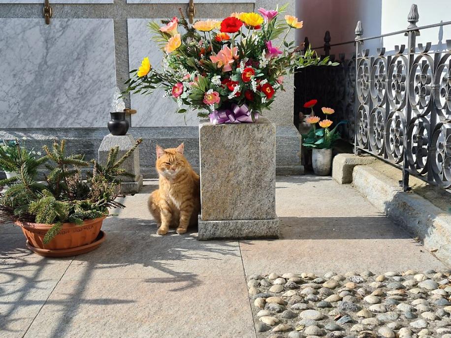 colonia felina al cimitero di asti4