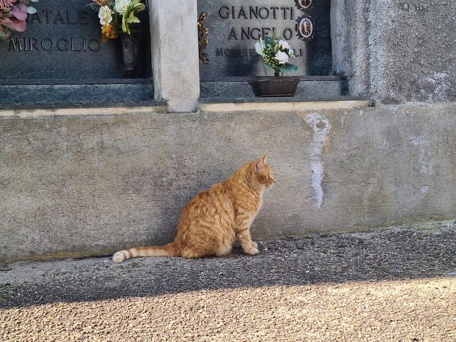 colonia felina al cimitero di asti5
