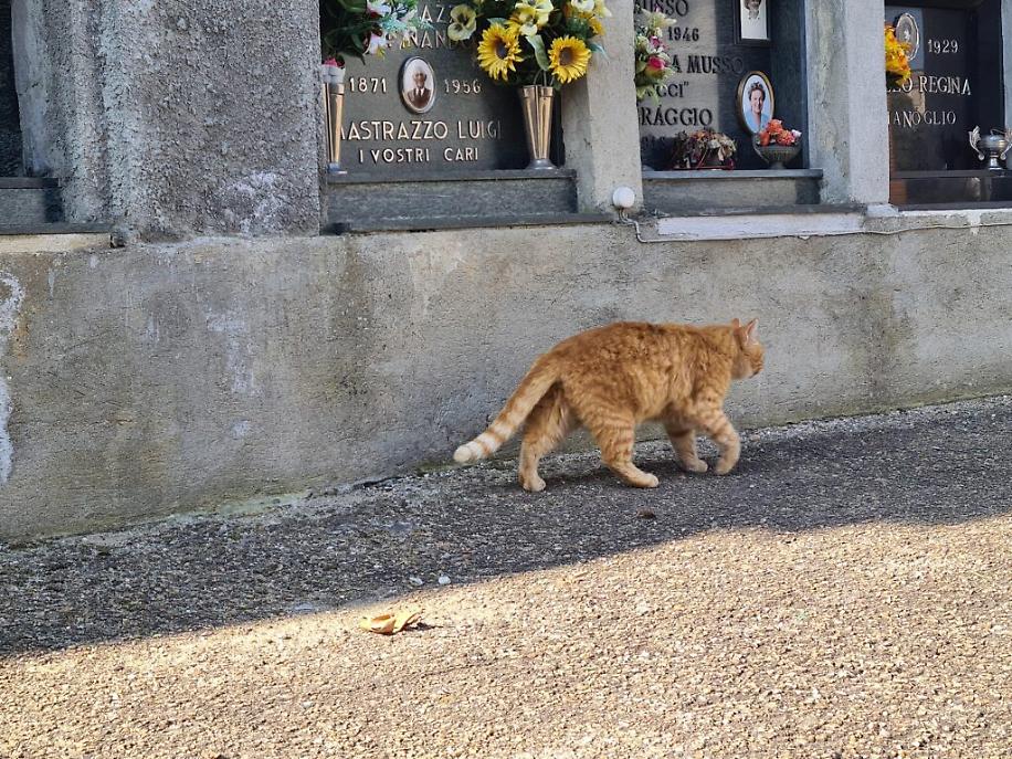 colonia felina al cimitero di asti6