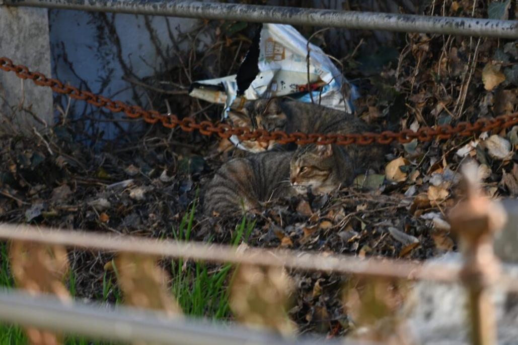 colonia felina al cimitero di asti7