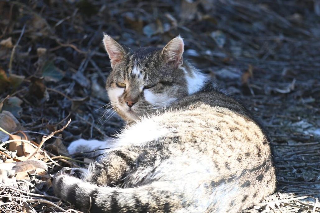 colonia felina al cimitero di asti8