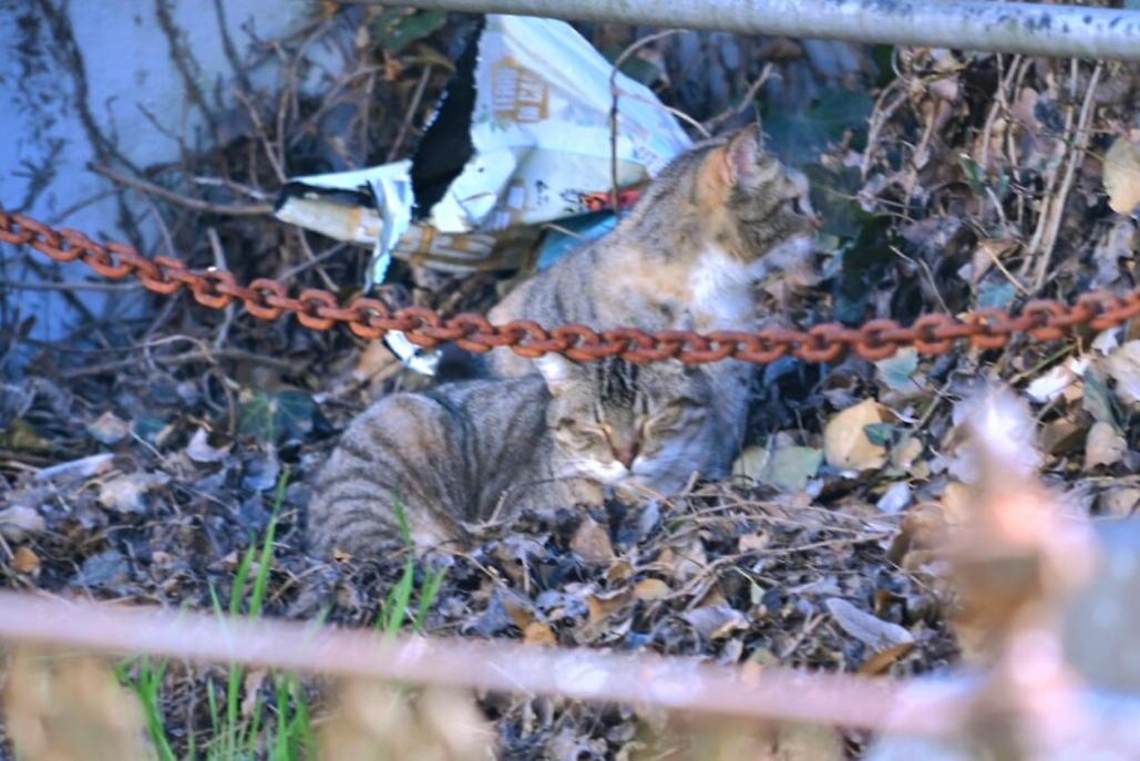 colonia felina al cimitero di asti9