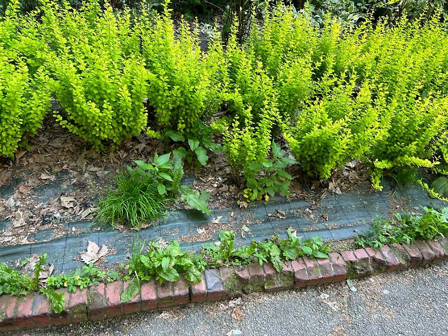 segnalazione via del bosco4